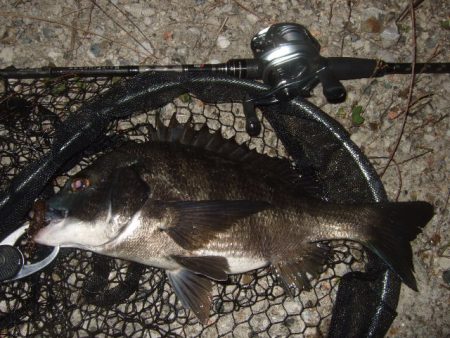 ハードルアーメインでチニング