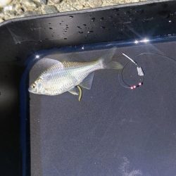 淀川のワンドでタナゴ釣り