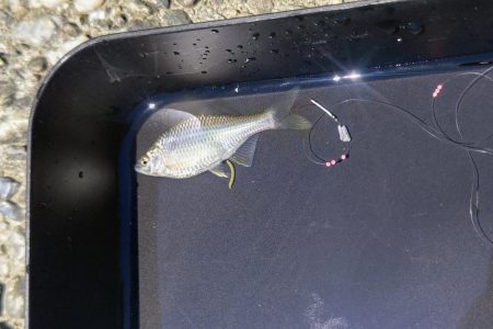 淀川のワンドでタナゴ釣り