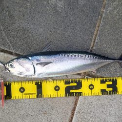 ソウダガツオ狙い