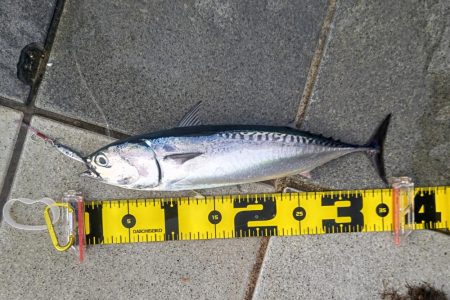 ソウダガツオ狙い