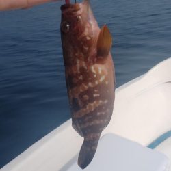 日本海春イカ終了、ロックフィッシュ開幕