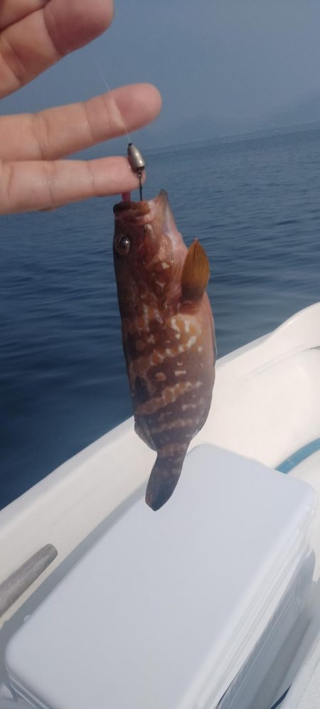 日本海春イカ終了、ロックフィッシュ開幕