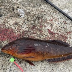 えりも岬で五目吊り！あの魚が釣れる！？