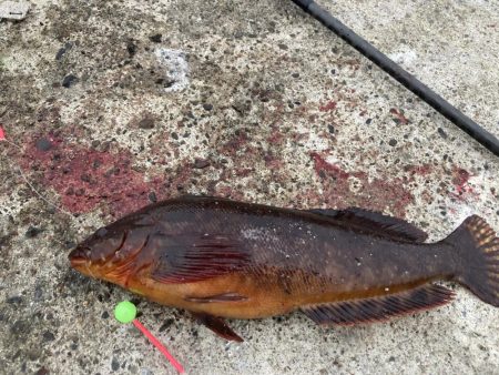 えりも岬で五目吊り！あの魚が釣れる！？