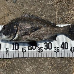 イチノ兄弟、釣果！