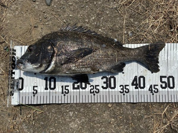 イチノ兄弟、釣果！