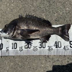 イチノ兄弟、釣果！