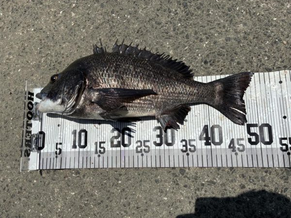 イチノ兄弟、釣果！