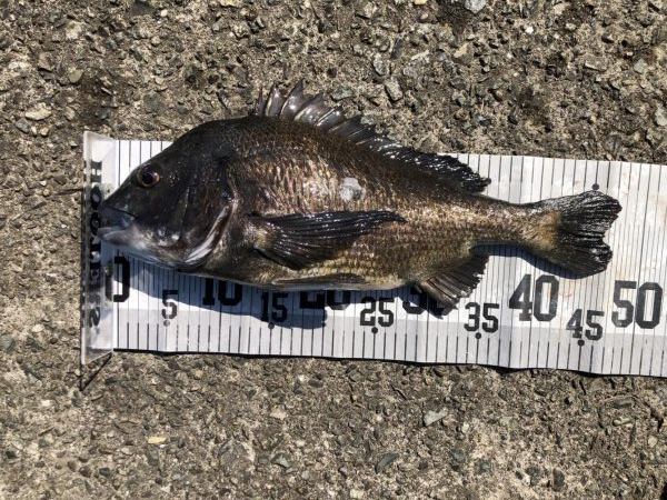 イチノ兄弟、釣果！