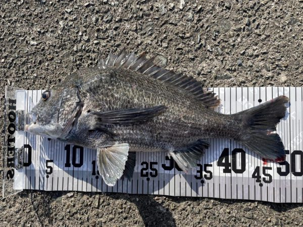 イチノ兄弟、釣果!