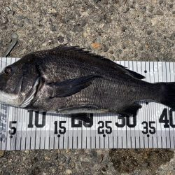 イチノ兄弟、６８匹！