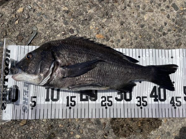 イチノ兄弟、６８匹！