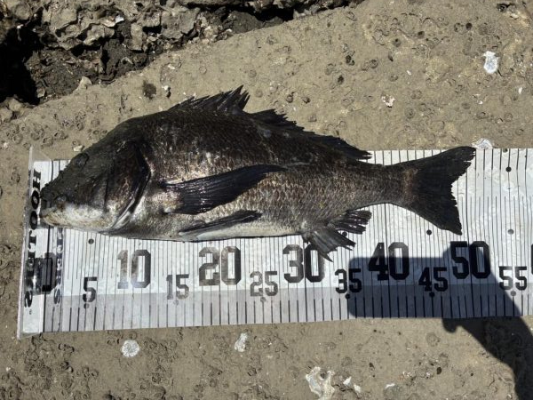 イチノ兄弟、７６匹！