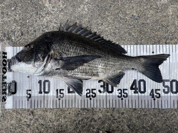 イチノ兄弟、６０匹！