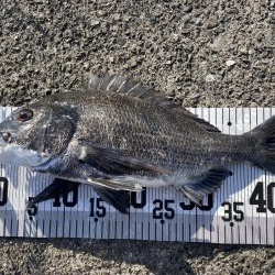 イチノ兄弟、63匹!