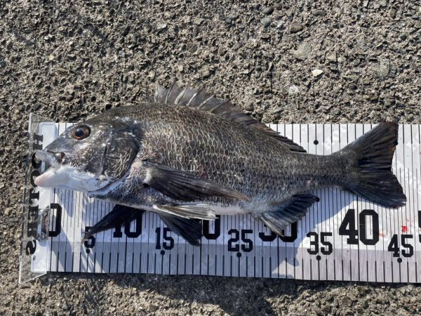 イチノ兄弟、63匹!