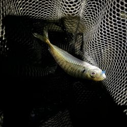 フロートアジング