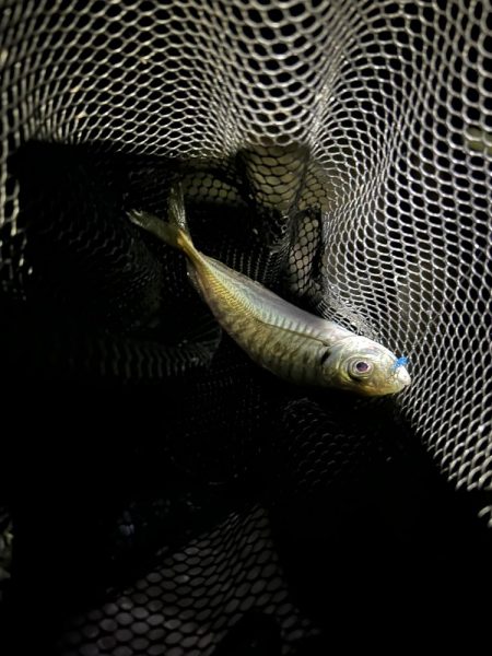 フロートアジング