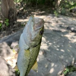 昭和タックルで川バス