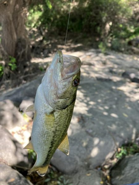 昭和タックルで川バス