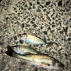 ナイトアジング