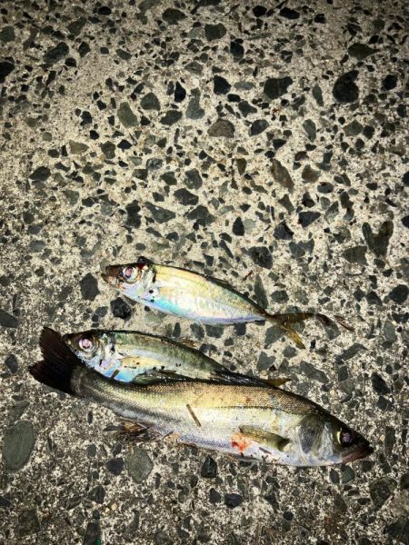 ナイトアジング