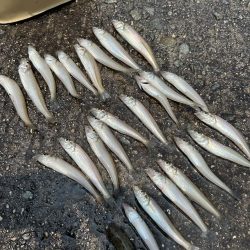 ★★潮まわり悪くてもキス釣れますよ★★