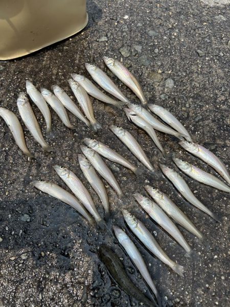 ★★潮まわり悪くてもキス釣れますよ★★