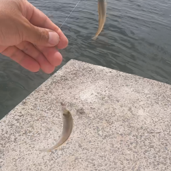 ★★キスますます釣れ出した★★