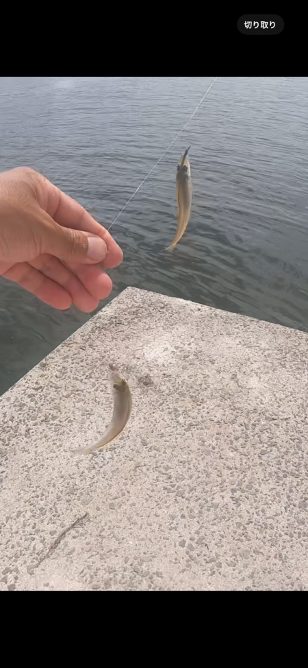 ★★キスますます釣れ出した★★