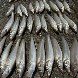 餌取り多いがキスも山盛り釣れます