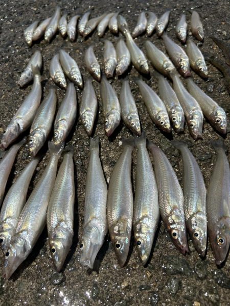 餌取り多いがキスも山盛り釣れます