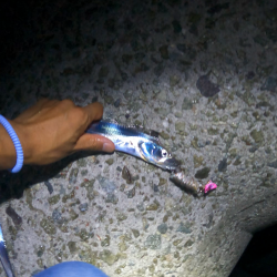 ★★初の太刀魚狩りで大爆釣★★