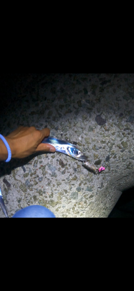 ★★初の太刀魚狩りで大爆釣★★