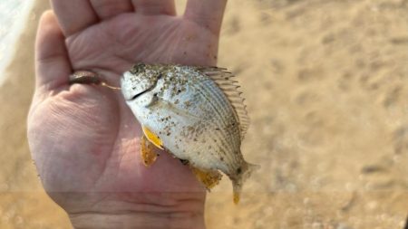 まだ小さいけどハゼがいる事を確認！キスはまだかな～