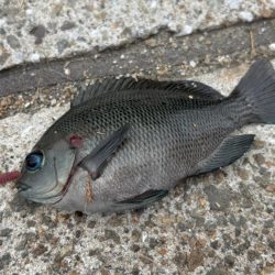 活性は高いけど小型がかなり増えたかも