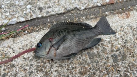 活性は高いけど小型がかなり増えたかも