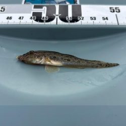 キス好調！サイズは小さい