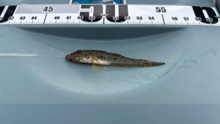 キス好調！サイズは小さい