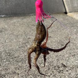 今期初のタコ…シブい