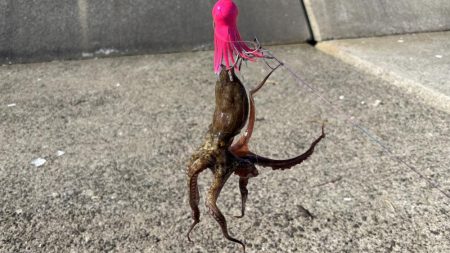 今期初のタコ...シブい