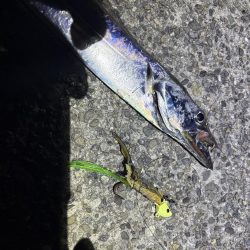 久しぶりの釣行