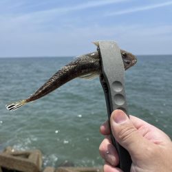 今年初キス釣り