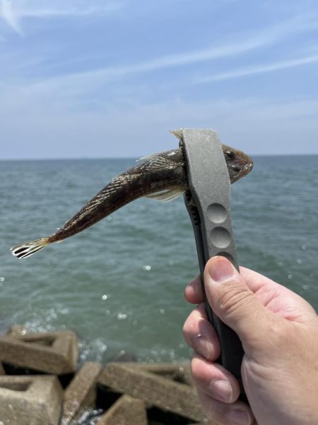 今年初キス釣り