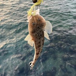 マゴチは裏切らない…