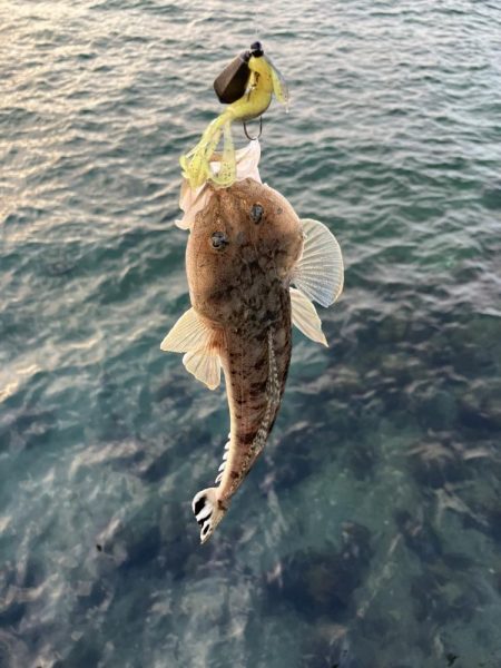 マゴチは裏切らない…