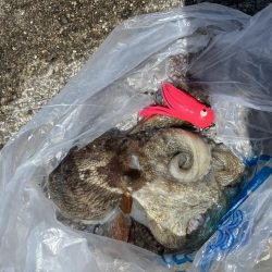 大きいタコを選んで釣る