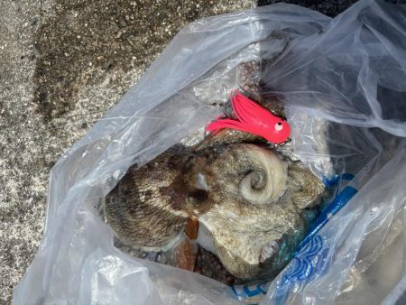 大きいタコを選んで釣る