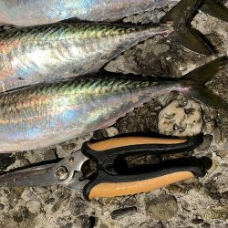 大サバ回遊アリ!